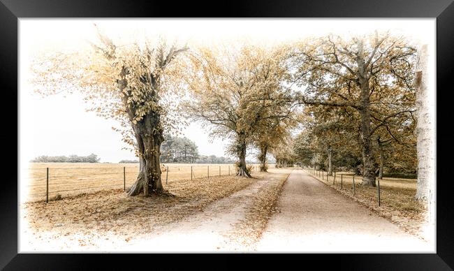 Driveway through the trees Framed Print by Ian Johnston  LRPS