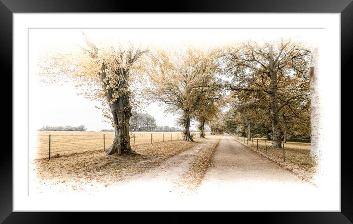 Driveway through the trees Framed Mounted Print by Ian Johnston  LRPS