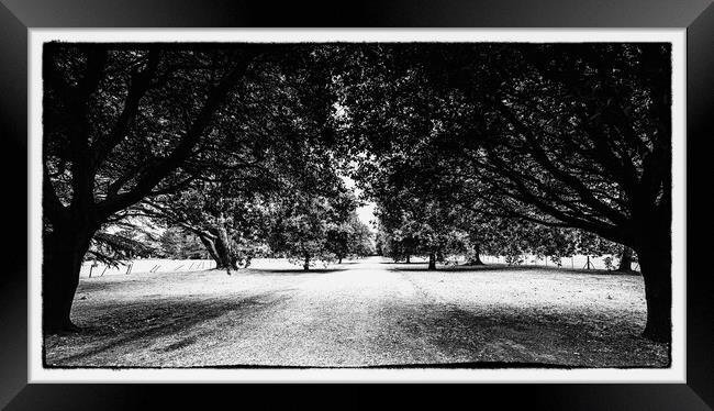 OLd effect drive through the tress Framed Print by Ian Johnston  LRPS