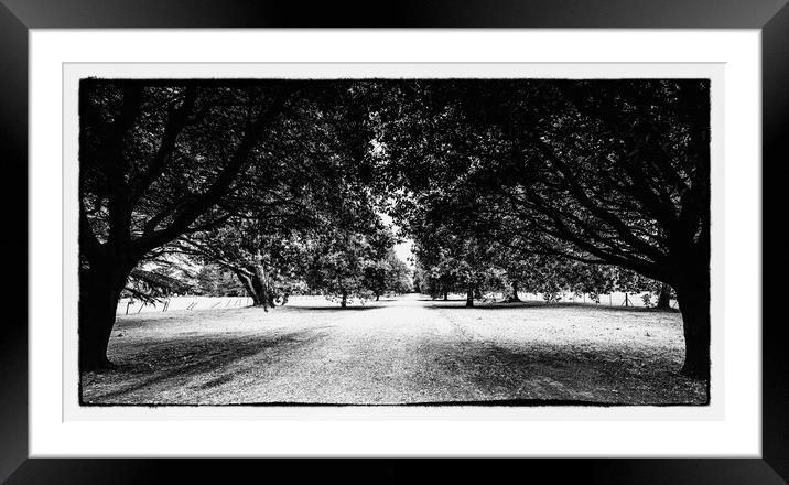 OLd effect drive through the tress Framed Mounted Print by Ian Johnston  LRPS