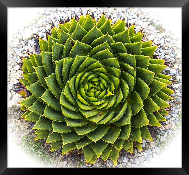 Cactus Eye Framed Print by Ian Johnston  LRPS