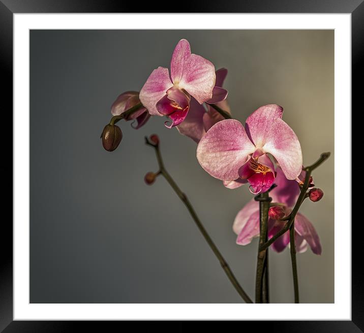 Orchid Study Framed Mounted Print by Ian Johnston  LRPS