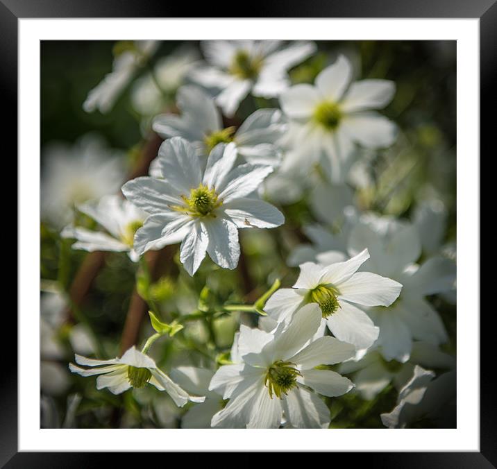 White Flowers Framed Mounted Print by Ian Johnston  LRPS
