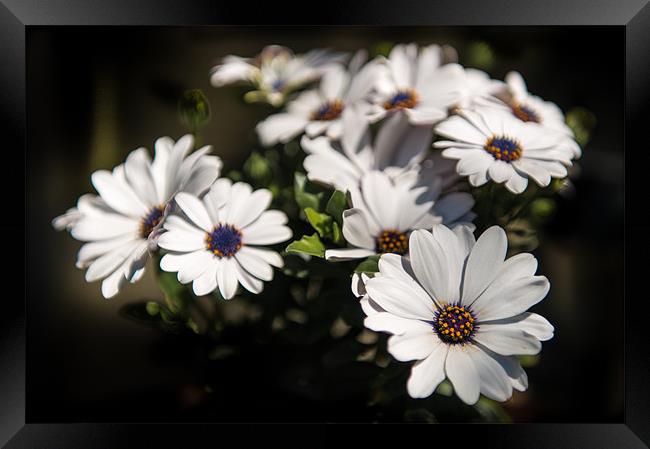 Big Daisies - White on black with a hint of colour Framed Print by Ian Johnston  LRPS