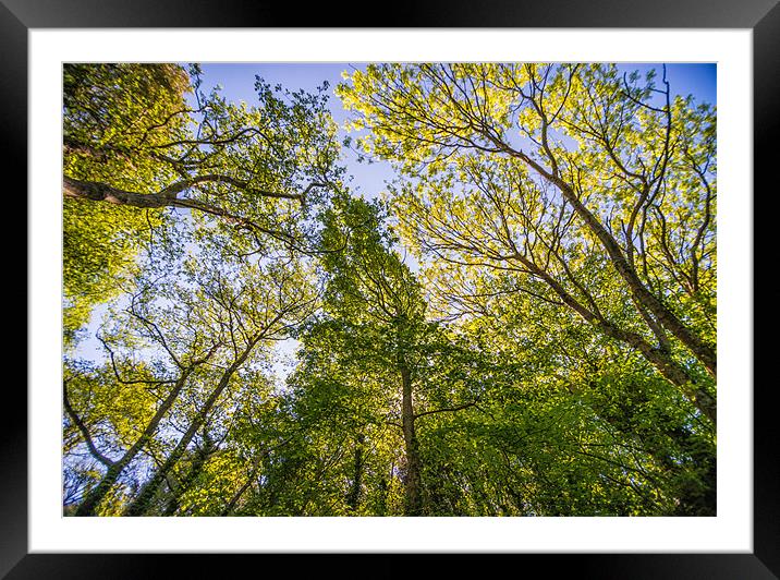 Sun lit canopy Abstract Framed Mounted Print by Ian Johnston  LRPS