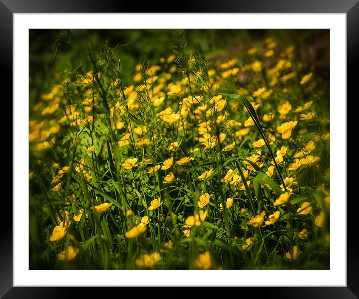 British Countryside Series - Buttercup Hedgerow Framed Mounted Print by Ian Johnston  LRPS
