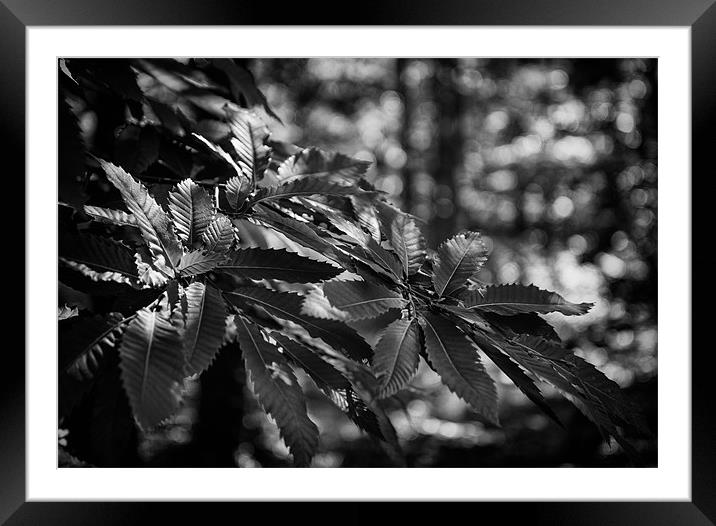 British Countryside Series - Mono leaf Light Framed Mounted Print by Ian Johnston  LRPS