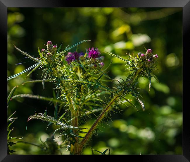 British Countryside Series - Thistle Blooms Framed Print by Ian Johnston  LRPS