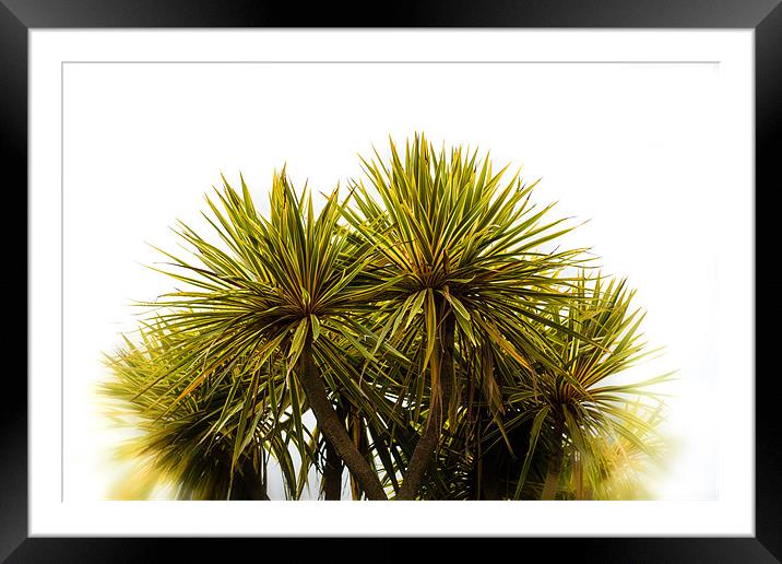 White Spikes Framed Mounted Print by Ian Johnston  LRPS