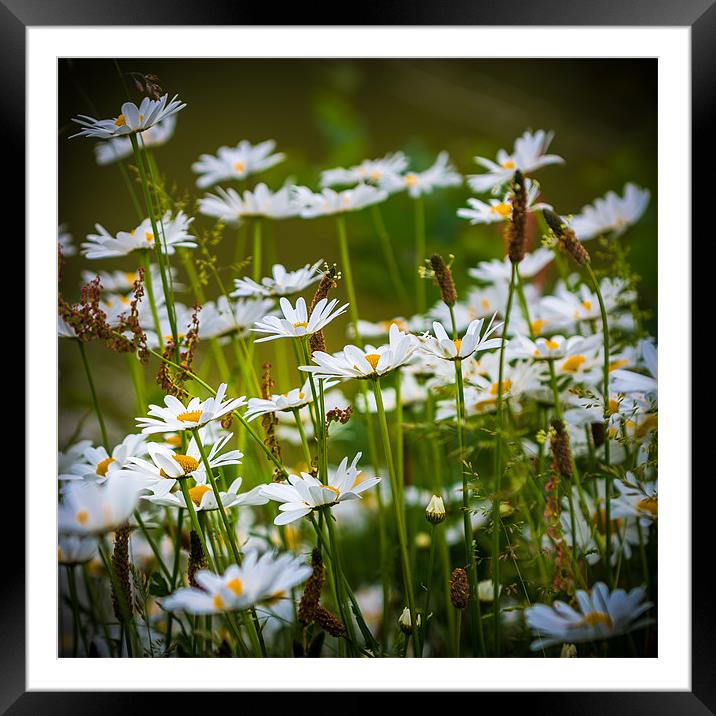 Daisies by the Lake Framed Mounted Print by Ian Johnston  LRPS