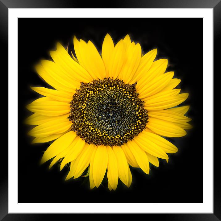 Sunbusrst Flora Framed Mounted Print by Ian Johnston  LRPS