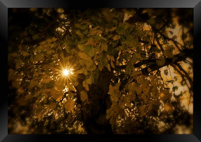 Autumn Light Framed Print by Ian Johnston  LRPS