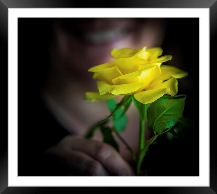 The Yellow Rose Framed Mounted Print by Ian Johnston  LRPS
