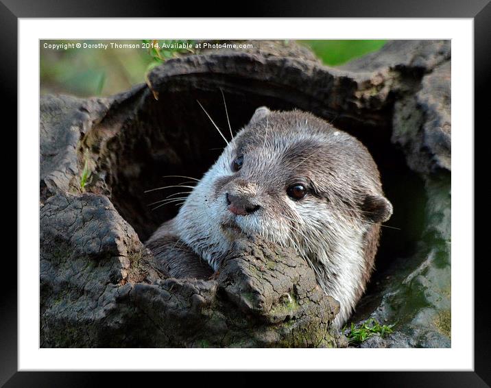  Peek a Boo Framed Mounted Print by Dorothy Thomson