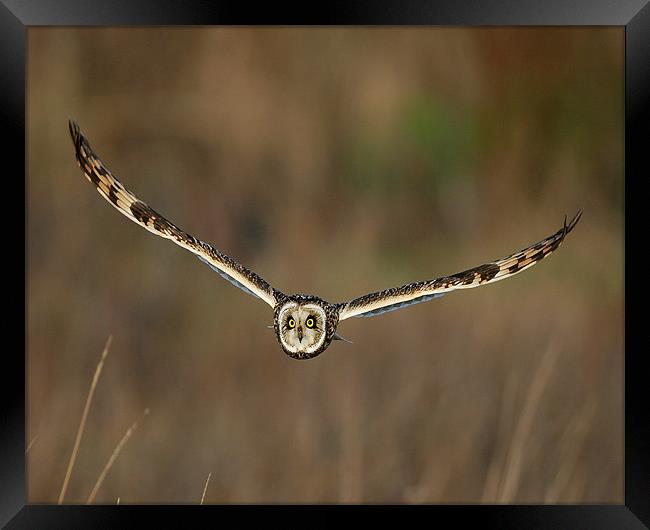 Short Eared Owl in flight Framed Print by Paul Scoullar