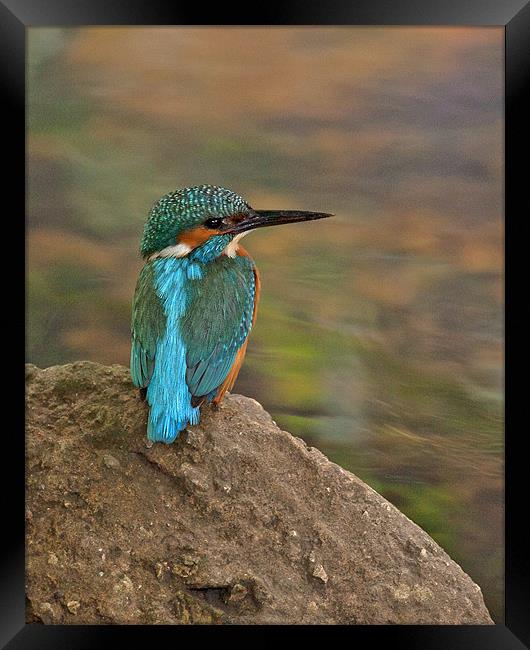Male Kingfisher taking a rest. Framed Print by Paul Scoullar