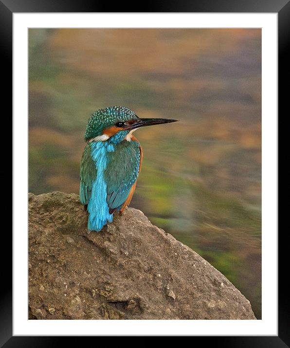 Male Kingfisher taking a rest. Framed Mounted Print by Paul Scoullar