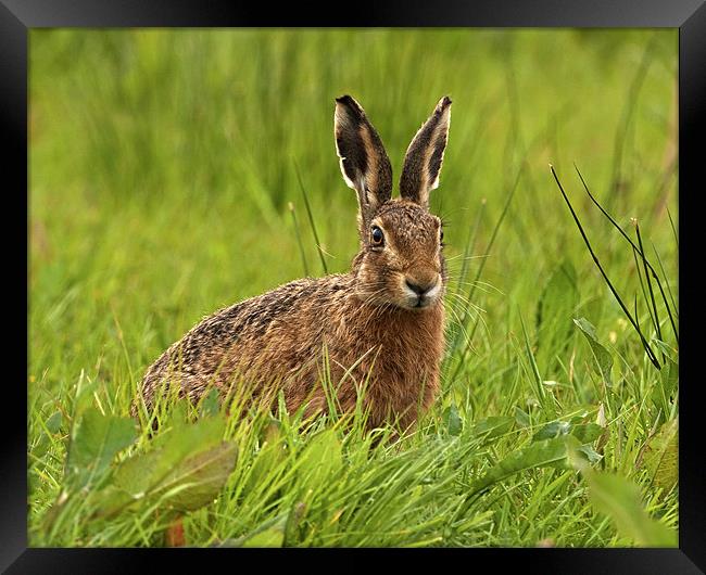 Brown Hare Framed Print by Paul Scoullar