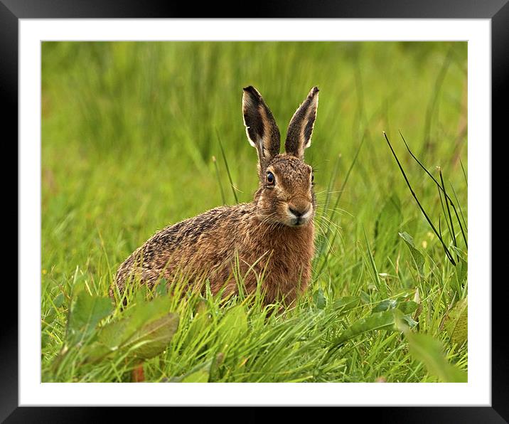 Brown Hare Framed Mounted Print by Paul Scoullar