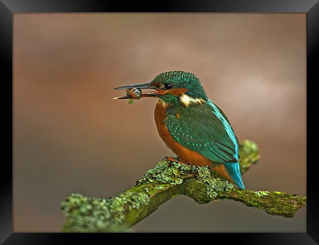 Kingfisher on Lichen perch. Framed Print by Paul Scoullar