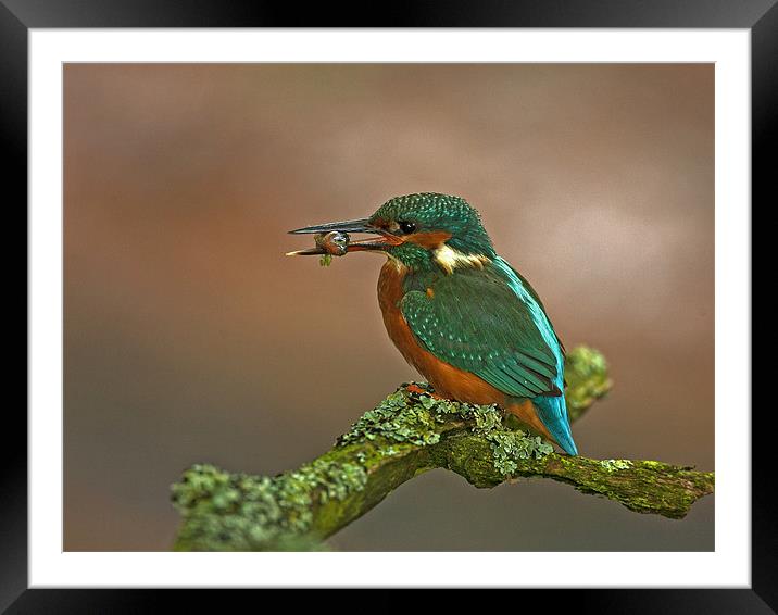 Kingfisher on Lichen perch. Framed Mounted Print by Paul Scoullar