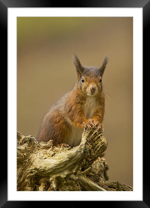 Red Squirrel on rustic log. Framed Mounted Print by Paul Scoullar