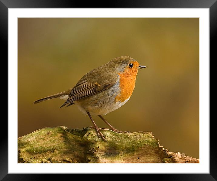 Woodland Robin Framed Mounted Print by Paul Scoullar
