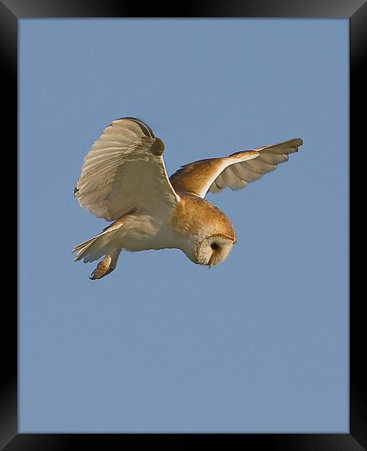 Barn Owl hover. Framed Print by Paul Scoullar