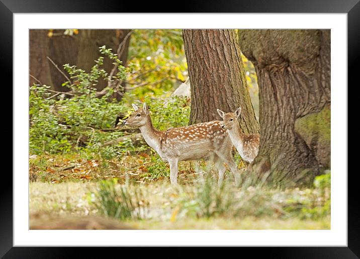 Fallow Deer in Oak woodland. Framed Mounted Print by Paul Scoullar