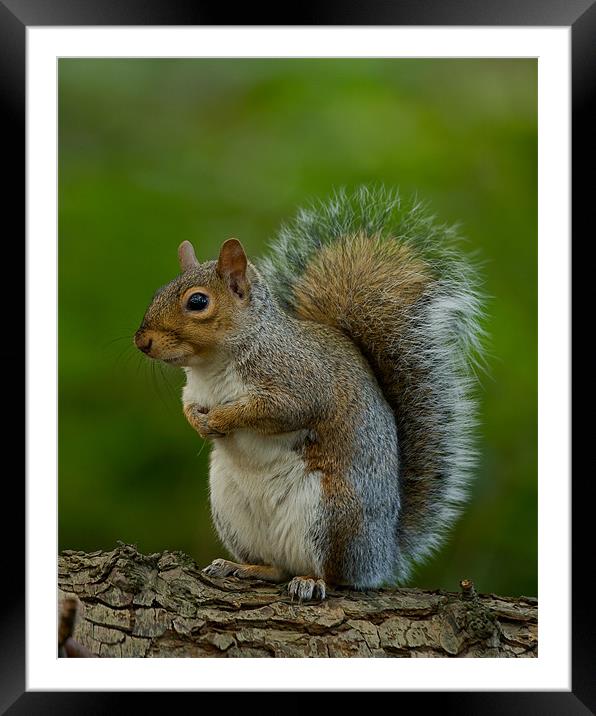 Grey Squirrel Framed Mounted Print by Paul Scoullar