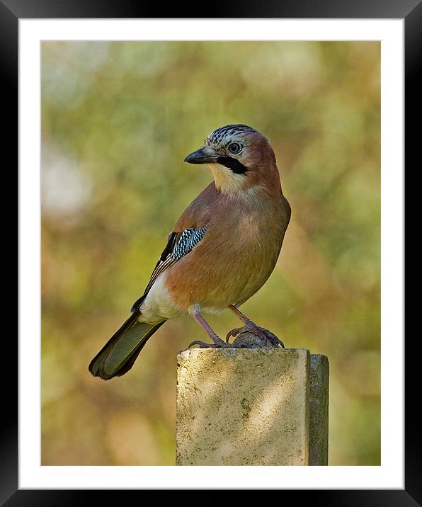 Jay in dappled light Framed Mounted Print by Paul Scoullar