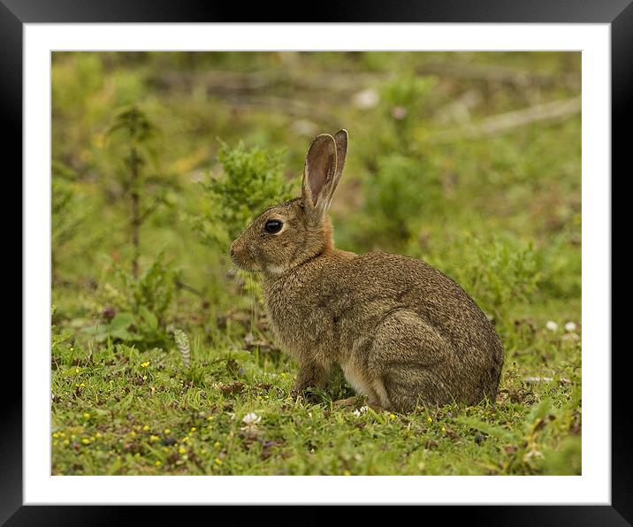 Brown Rabbit Framed Mounted Print by Paul Scoullar