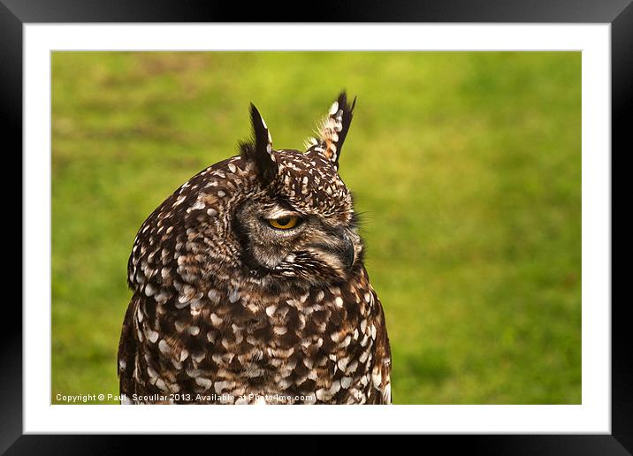 African Spotted Owl Framed Mounted Print by Paul Scoullar