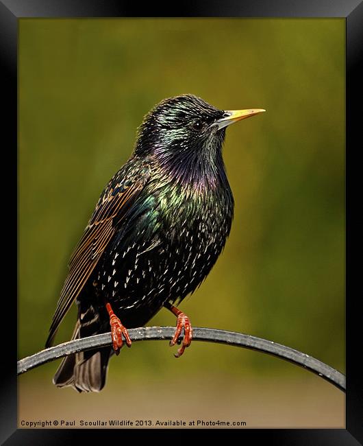 Common Starling Framed Print by Paul Scoullar