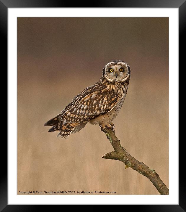 Short Eared Owl Framed Mounted Print by Paul Scoullar