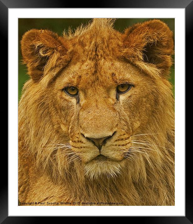 Lion Framed Mounted Print by Paul Scoullar
