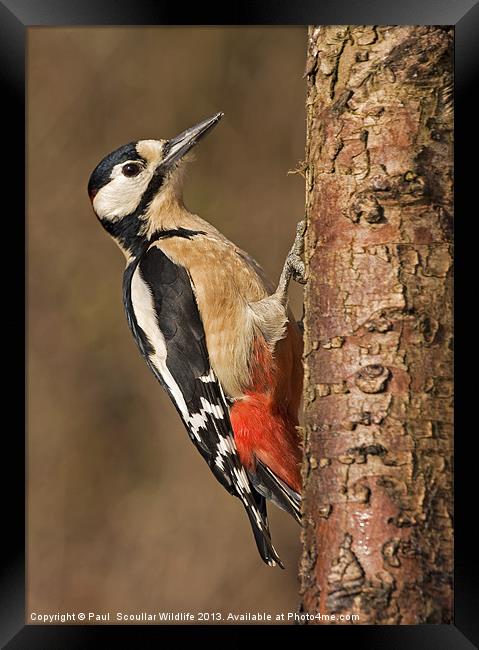 Great Spotted Woodpecker Framed Print by Paul Scoullar