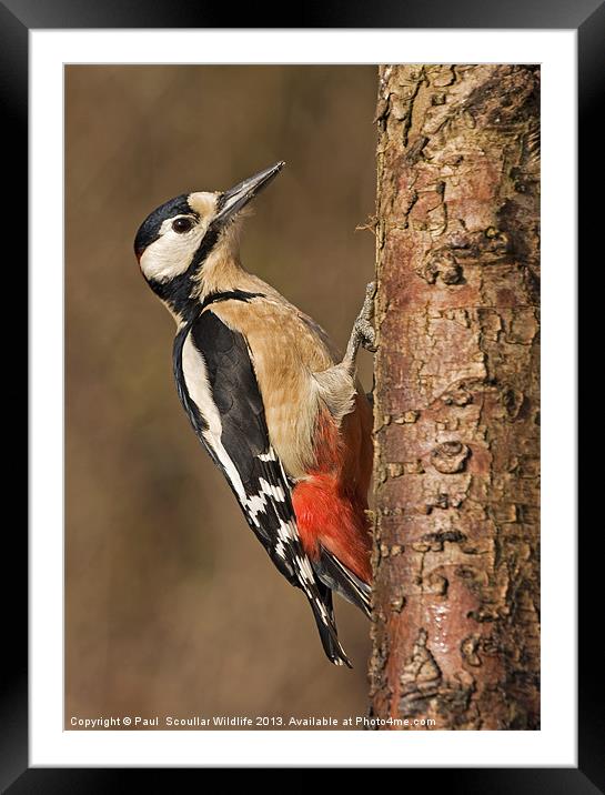 Great Spotted Woodpecker Framed Mounted Print by Paul Scoullar