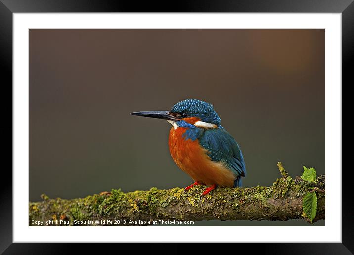 Common Kingfisher Framed Mounted Print by Paul Scoullar