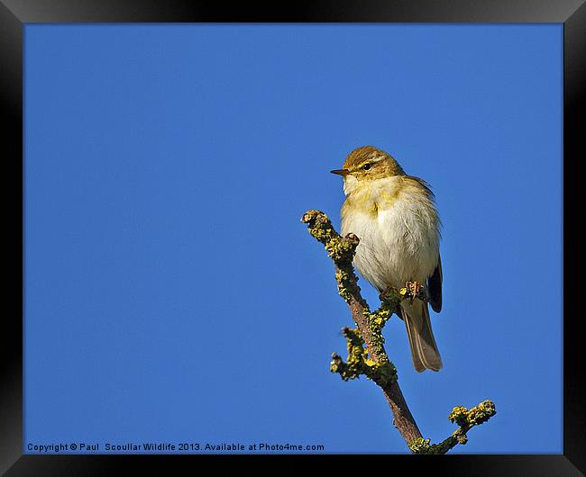 Willow Warbler Framed Print by Paul Scoullar