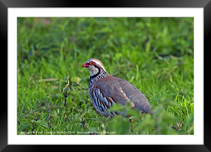Red Legged Partridge Framed Mounted Print by Paul Scoullar
