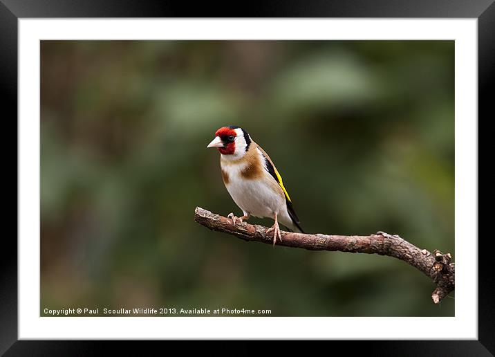 Goldfinch Framed Mounted Print by Paul Scoullar