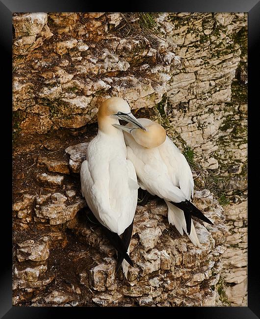 Gannets on cliff face. Framed Print by Paul Scoullar