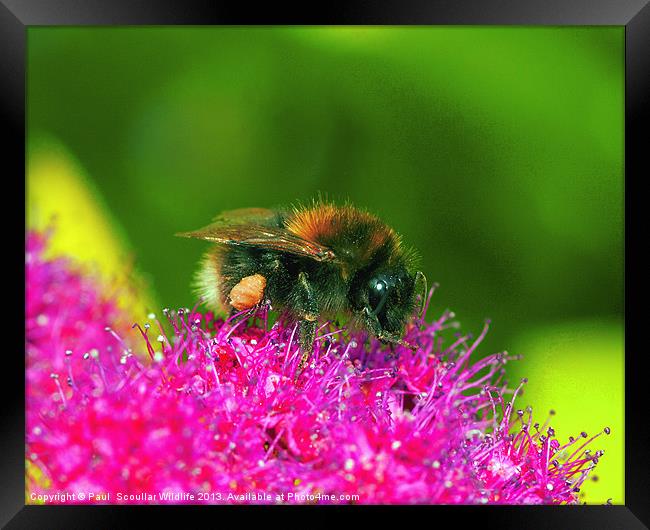 White Tailed Bumble Bee Framed Print by Paul Scoullar