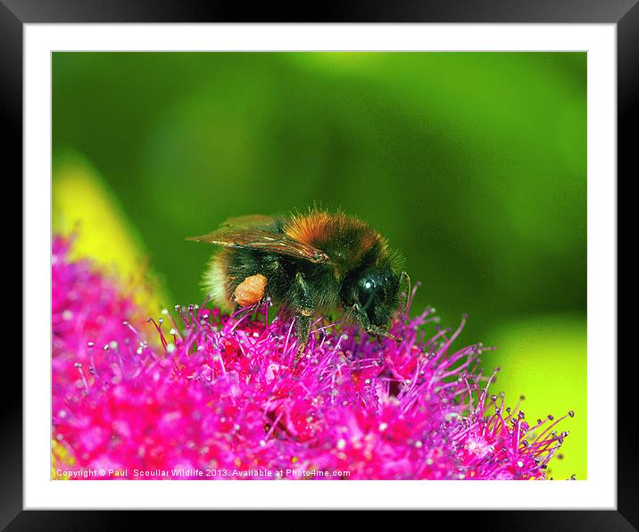 White Tailed Bumble Bee Framed Mounted Print by Paul Scoullar
