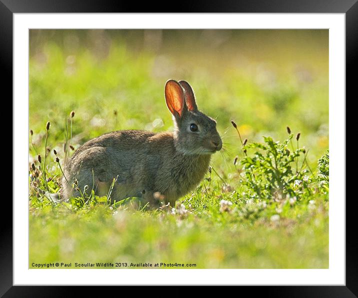 Back lit Summer Rabbit Framed Mounted Print by Paul Scoullar