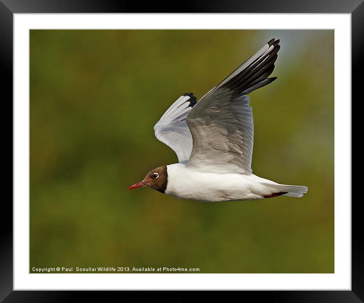 Black Headed Gull Framed Mounted Print by Paul Scoullar