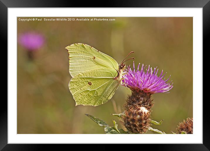 Brimstone on Creeping Thistle. Framed Mounted Print by Paul Scoullar
