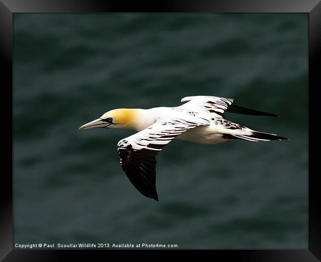 Gannet Framed Print by Paul Scoullar