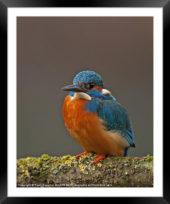 Male Kingfisher Framed Mounted Print by Paul Scoullar